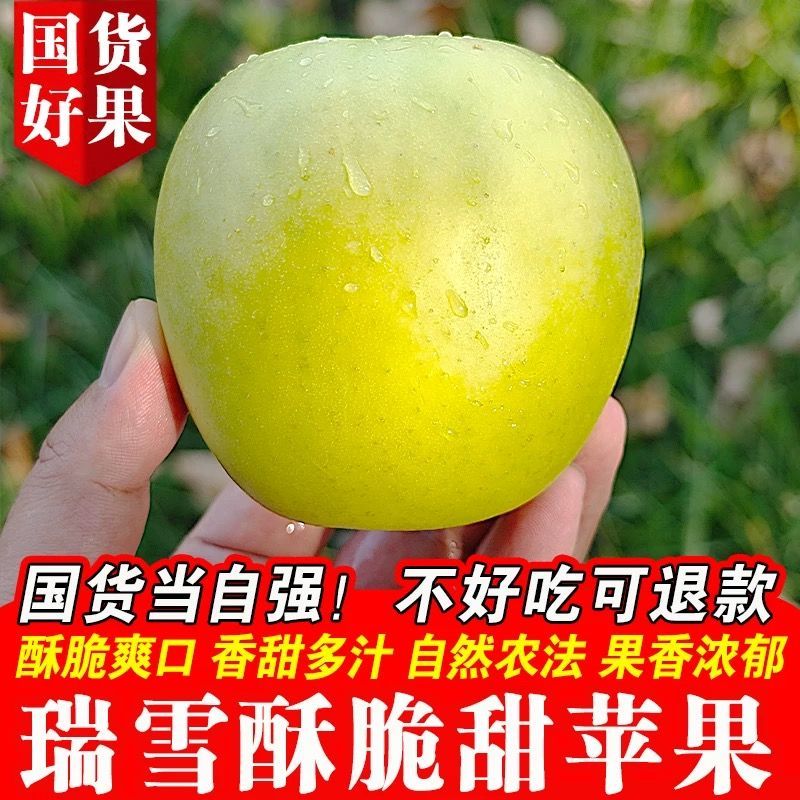 辽宁绥中瑞雪苹果，口感好，果型正，基地直发对接全国