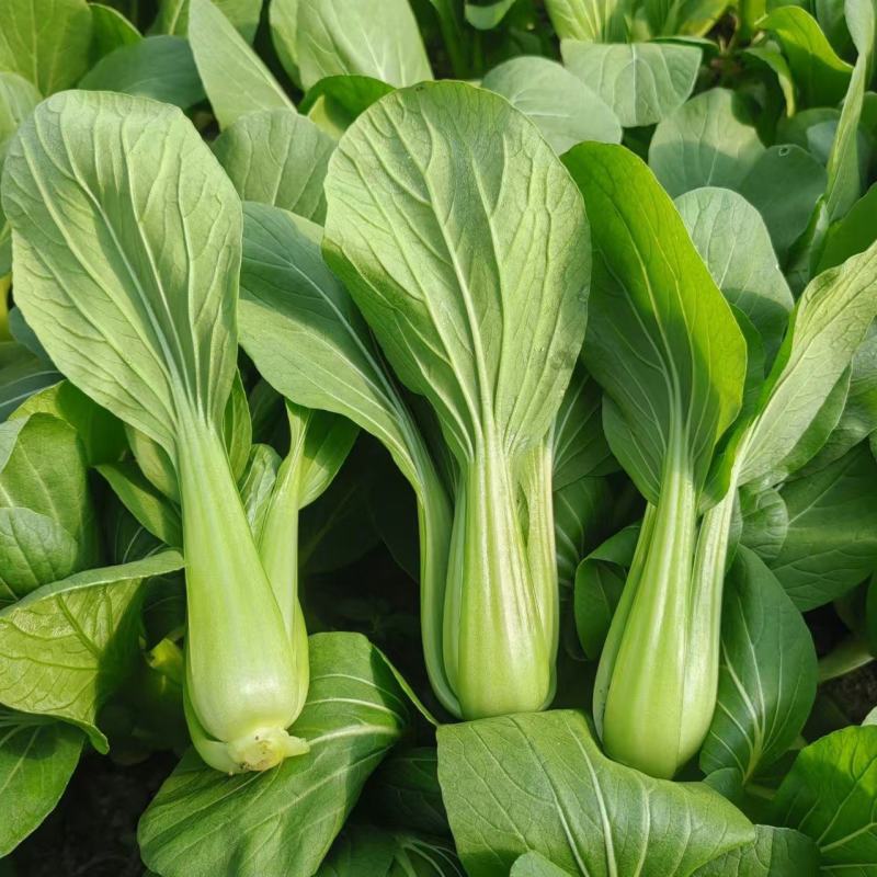 盛夏青梗菜种子耐湿耐热小油菜上海青种子农家小白菜青菜蔬菜