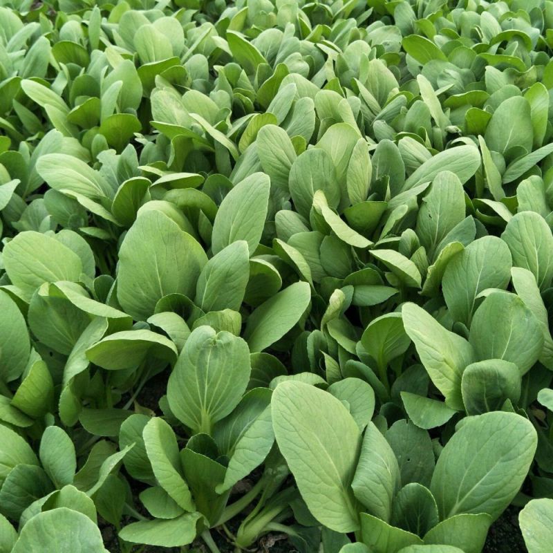 盛夏青梗菜种子耐湿耐热小油菜上海青种子农家小白菜青菜蔬菜