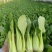 盛夏青梗菜种子耐湿耐热小油菜上海青种子农家小白菜青菜蔬菜