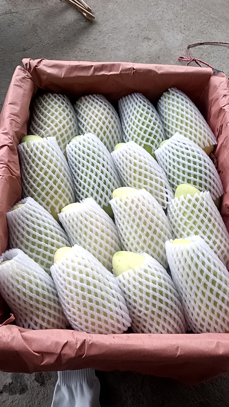 海南三亚热带雨林芒果大量一级二级，价格合理