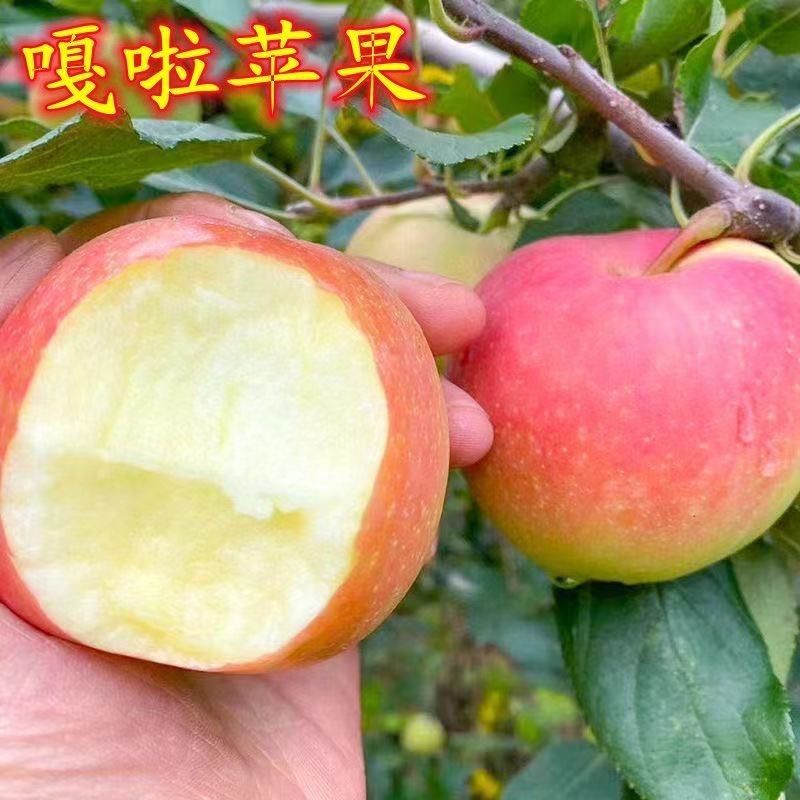 绥中大量旮嘎啦苹果上市，高中低档次都有基地直发一条龙服务