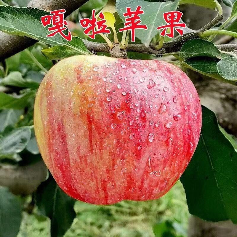 绥中大量旮嘎啦苹果上市，高中低档次都有基地直发一条龙服务