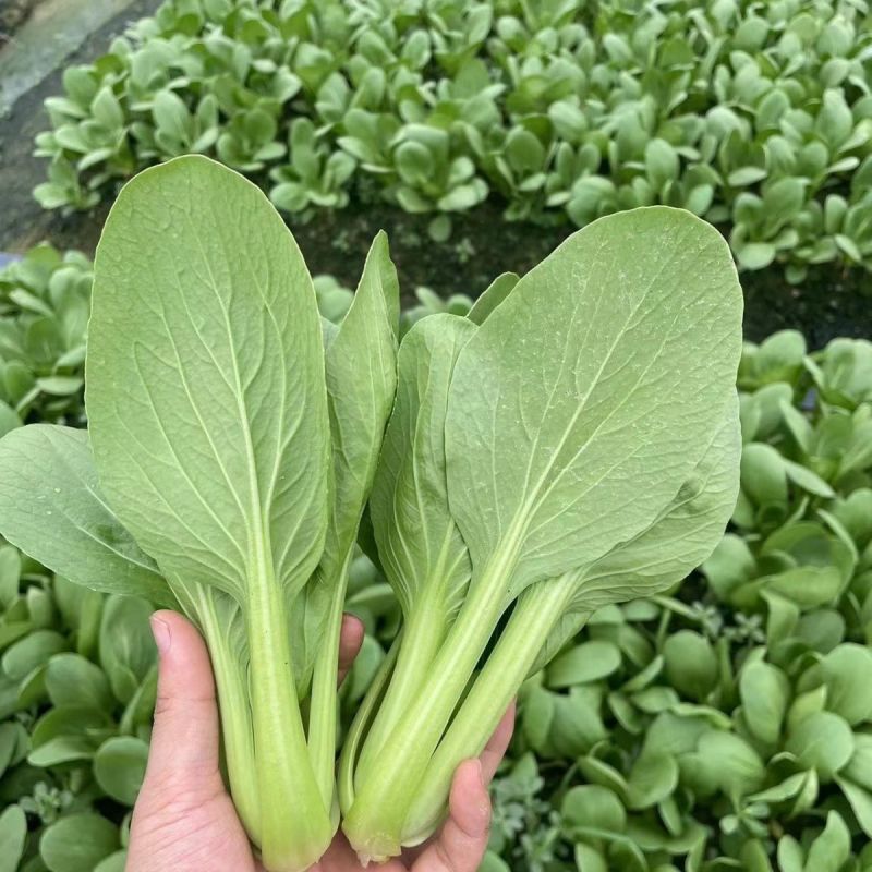 炎日青梗菜种子较耐热青菜种籽耐湿耐雨耐寒四季播