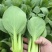 炎日青梗菜种子较耐热青菜种籽耐湿耐雨耐寒四季播