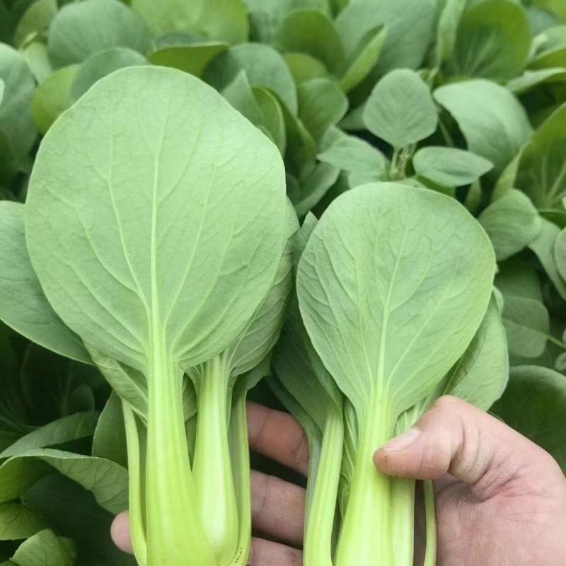 炎日青梗菜种子较耐热青菜种籽耐湿耐雨耐寒四季播