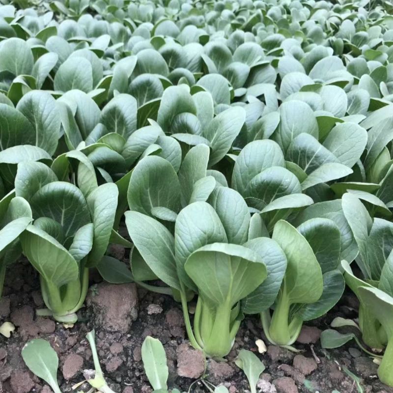 炎日青梗菜种子较耐热青菜种籽耐湿耐雨耐寒四季播