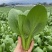炎日青梗菜种子较耐热青菜种籽耐湿耐雨耐寒四季播