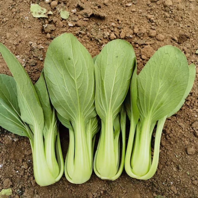 炎日青梗菜种子较耐热青菜种籽耐湿耐雨耐寒四季播