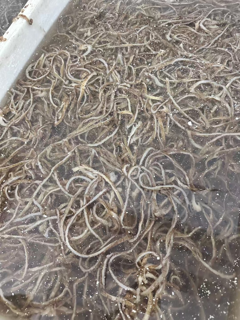底板丝，好品质，好食材看到，底板丝，好品质，好食材看到，