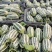 《博洋9号》单县基地/现摘现发/博洋系列甜瓜/全国发货