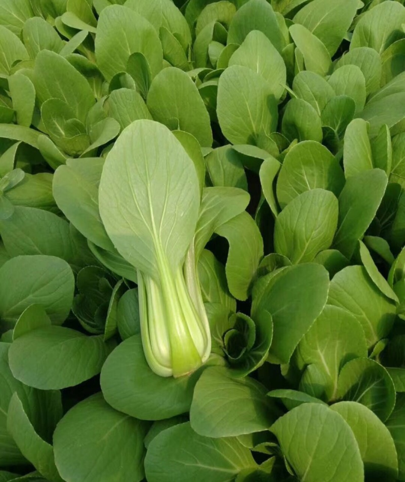夏圆青耐热青梗菜种子杂交耐热深绿油亮青梗菜抗病耐雨水