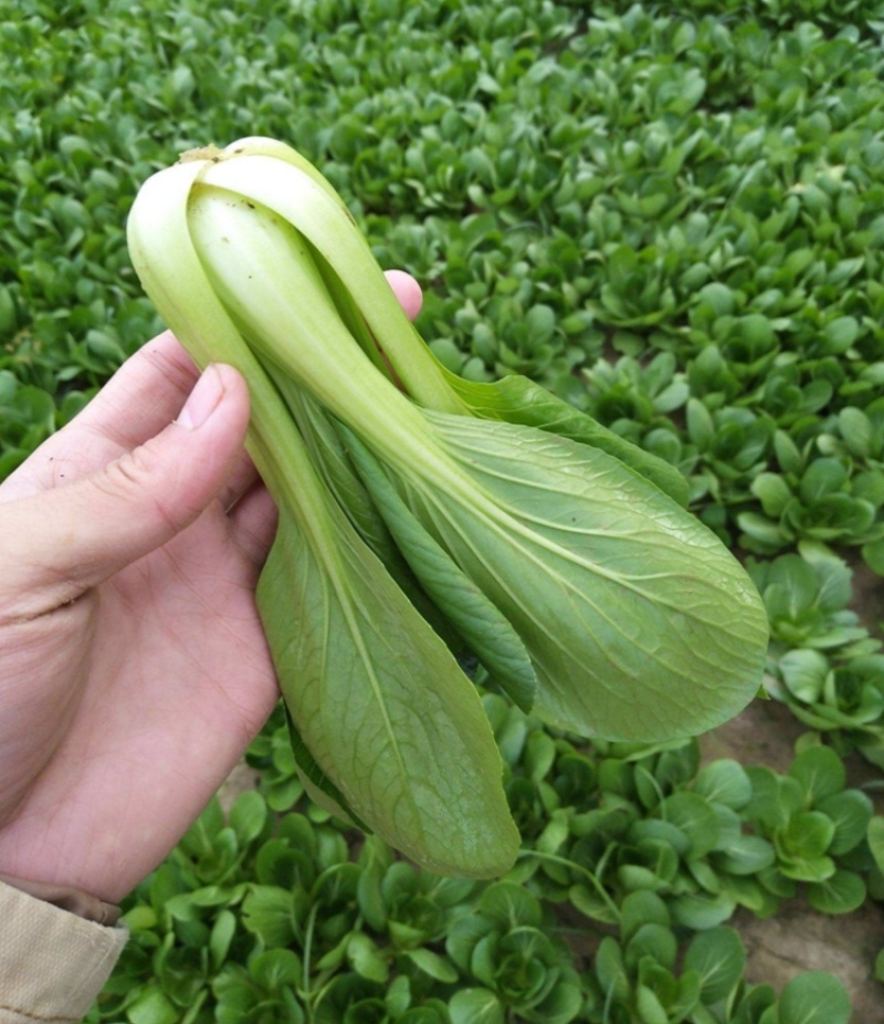 夏圆青耐热青梗菜种子杂交耐热深绿油亮青梗菜抗病耐雨水
