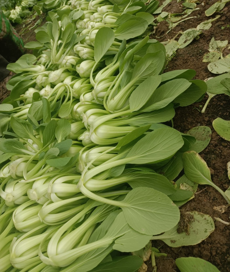 夏圆青耐热青梗菜种子杂交耐热深绿油亮青梗菜抗病耐雨水