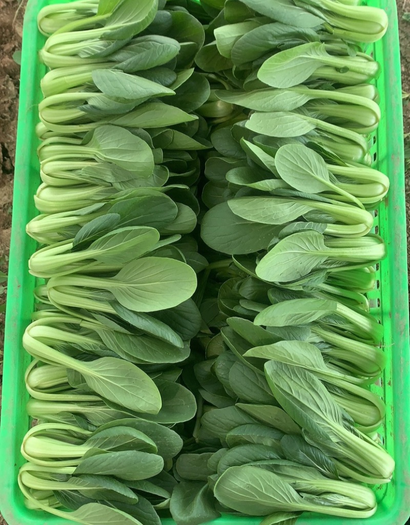 夏圆青耐热青梗菜种子杂交耐热深绿油亮青梗菜抗病耐雨水