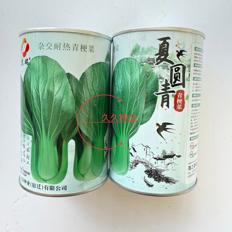 夏圆青耐热青梗菜种子杂交耐热深绿油亮青梗菜抗病耐雨水
