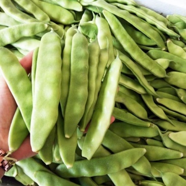 将军架油豆种子口感滑嫩大宽油豆角春秋种植基地种植