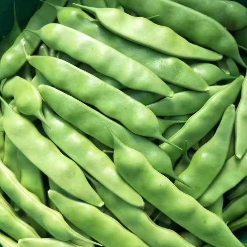 将军架油豆种子口感滑嫩大宽油豆角春秋种植基地种植
