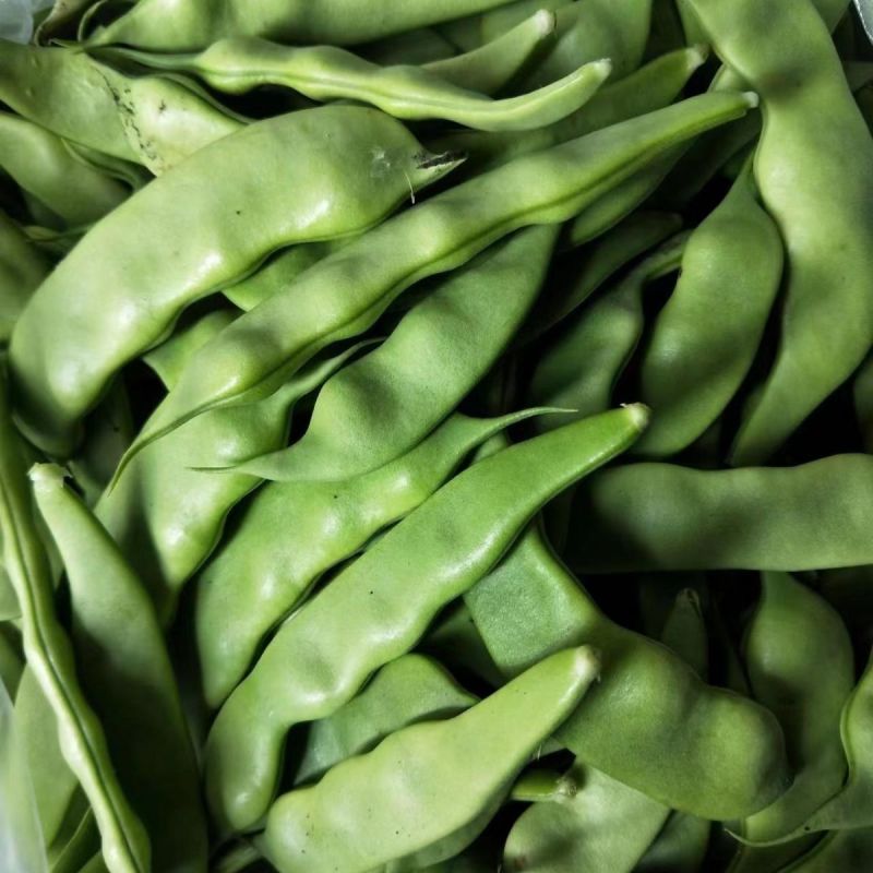 将军架油豆种子口感滑嫩大宽油豆角春秋种植基地种植