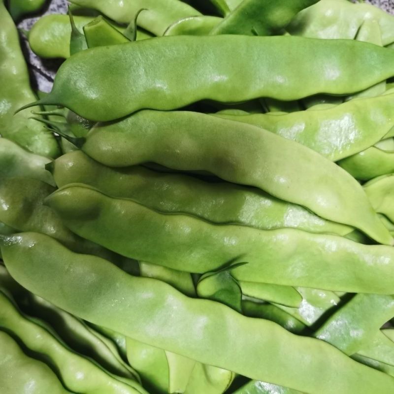 将军架油豆种子口感滑嫩大宽油豆角春秋种植基地种植