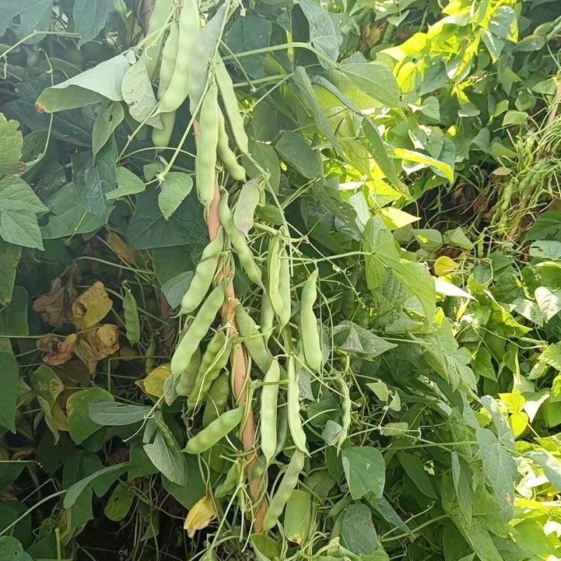 将军架油豆种子口感滑嫩大宽油豆角春秋种植基地种植