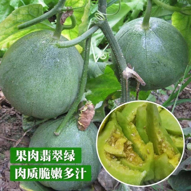 头茬绿宝甜瓜/单县甜瓜/产地现货供应/商超～批发～团购