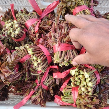 二茬香椿芽大量上市了