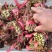 二茬香椿芽大量上市了