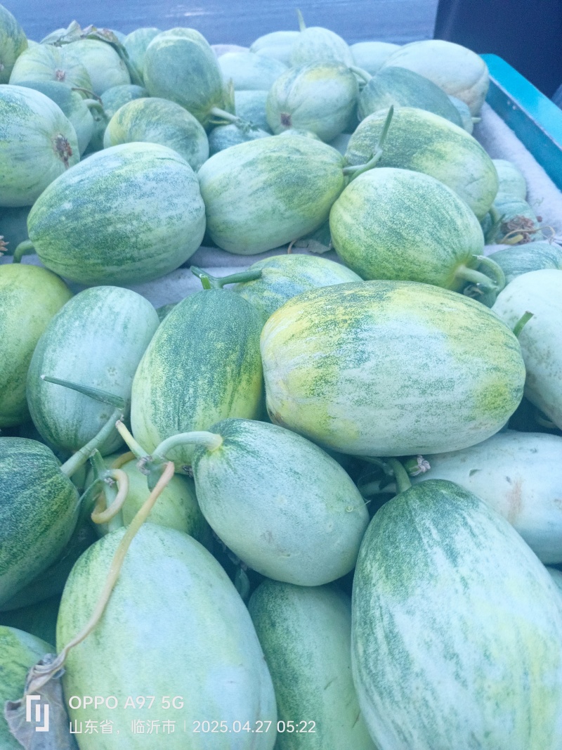 甜如蜜产地山东省临沂市费县一个在一斤，绿皮白肉口感翠甜