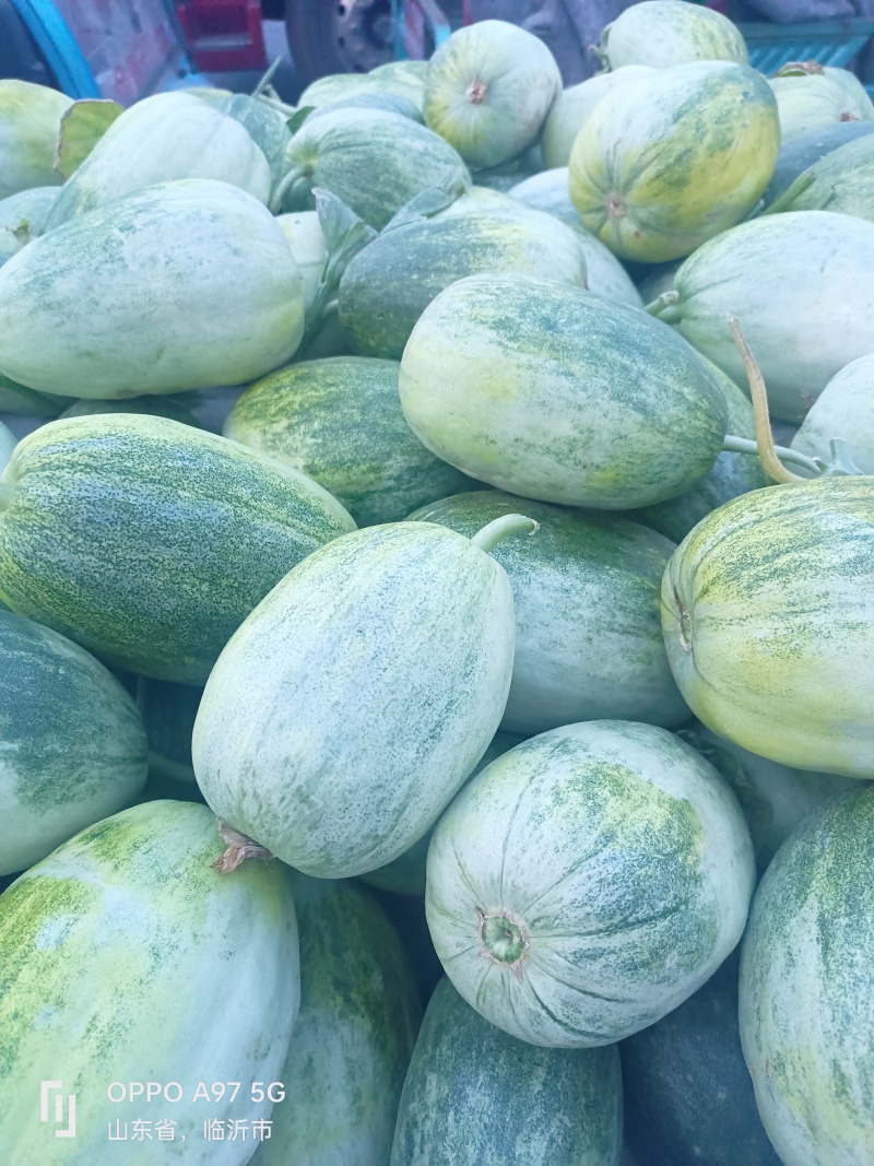 甜如蜜产地山东省临沂市费县一个在一斤，绿皮白肉口感翠甜