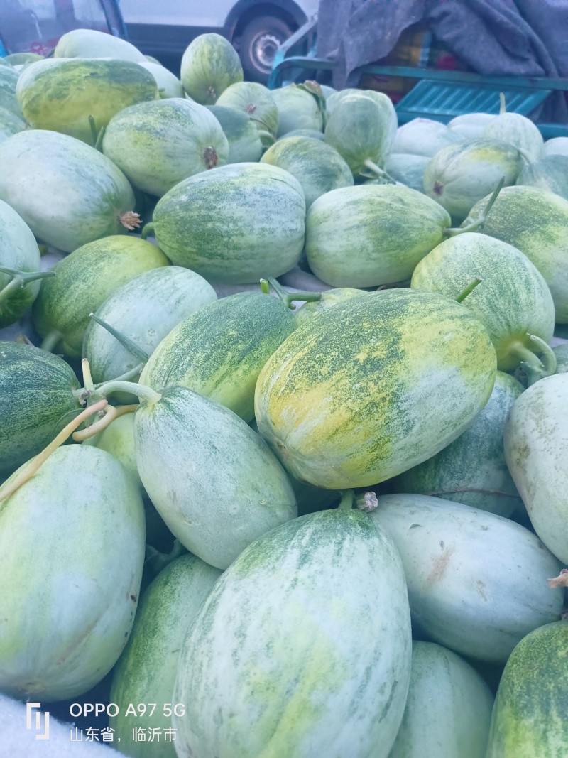 甜如蜜产地山东省临沂市费县一个在一斤，绿皮白肉口感翠甜