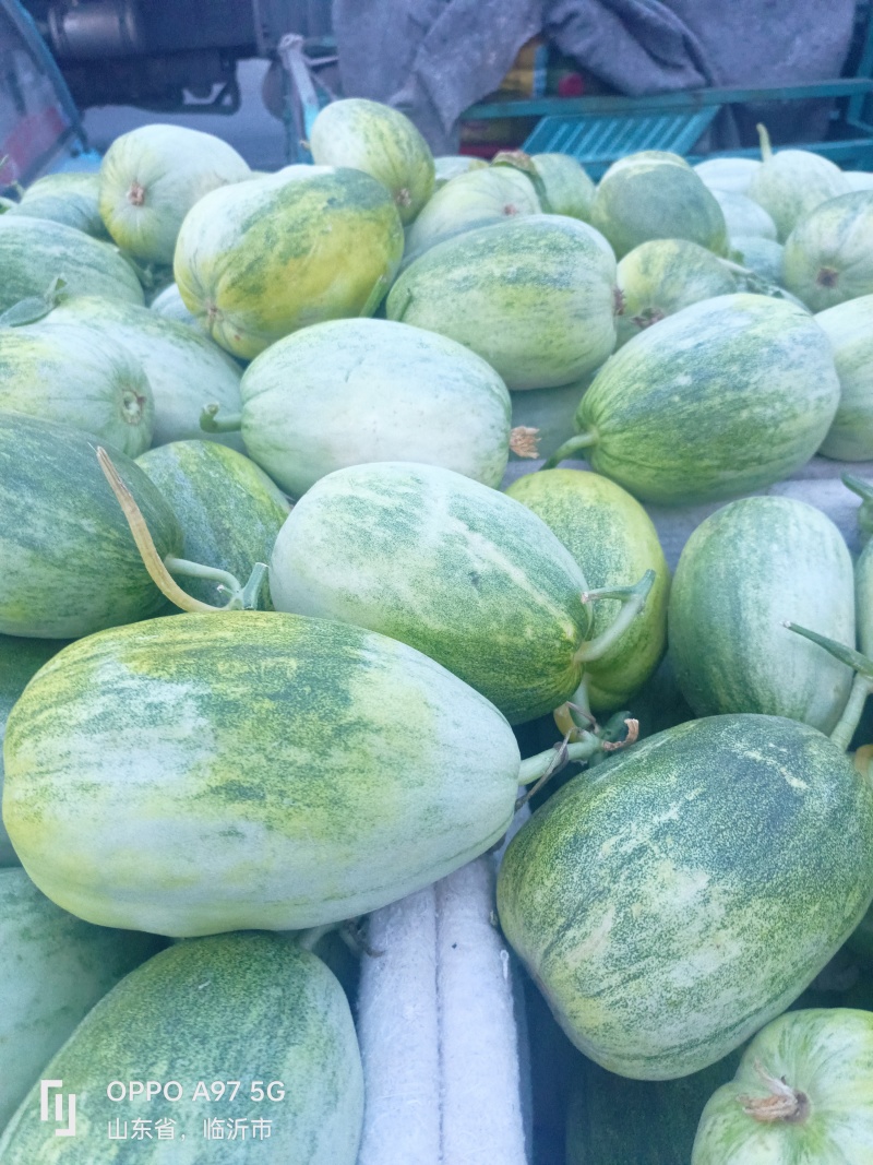 甜如蜜产地山东省临沂市费县一个在一斤，绿皮白肉口感翠甜