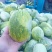 甜如蜜产地山东省临沂市费县一个在一斤，绿皮白肉口感翠甜
