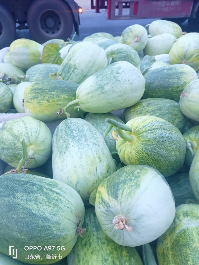 甜如蜜产地山东省临沂市费县一个在一斤，绿皮白肉口感翠甜