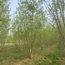 丛生白蜡—山东基地低价处理