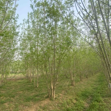 丛生白蜡—山东基地低价处理