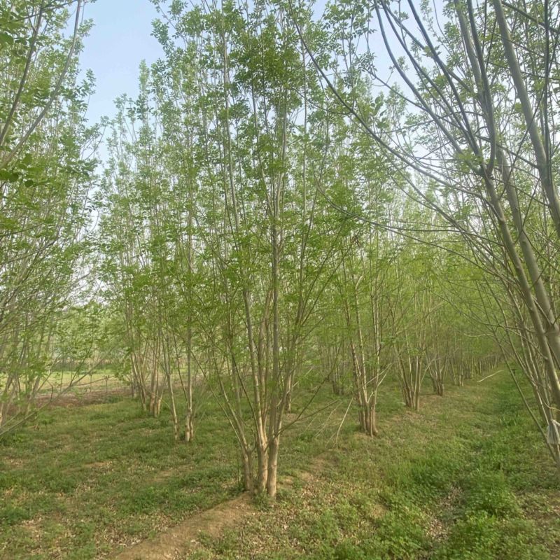 丛生白蜡—山东基地低价处理