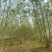 丛生白蜡—山东基地低价处理