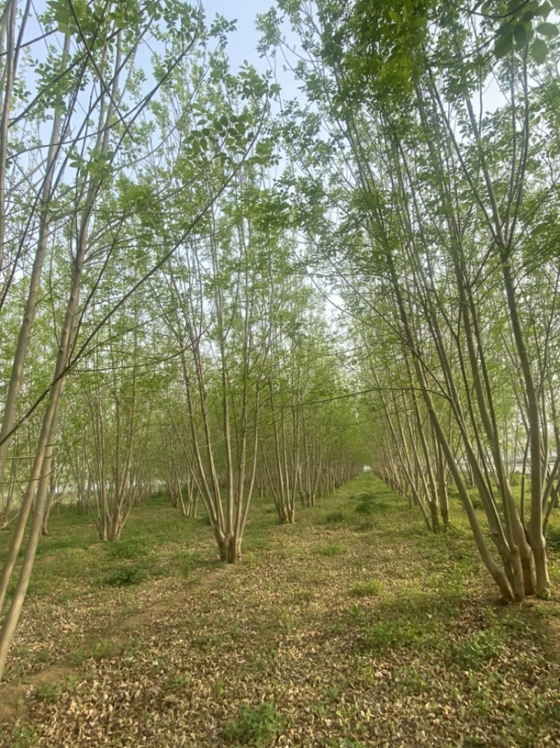 丛生白蜡—山东基地低价处理