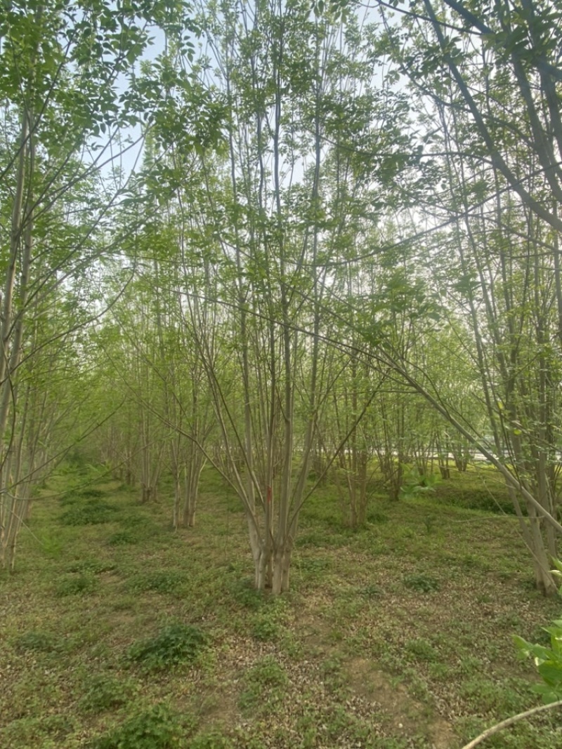 丛生白蜡—山东基地低价处理
