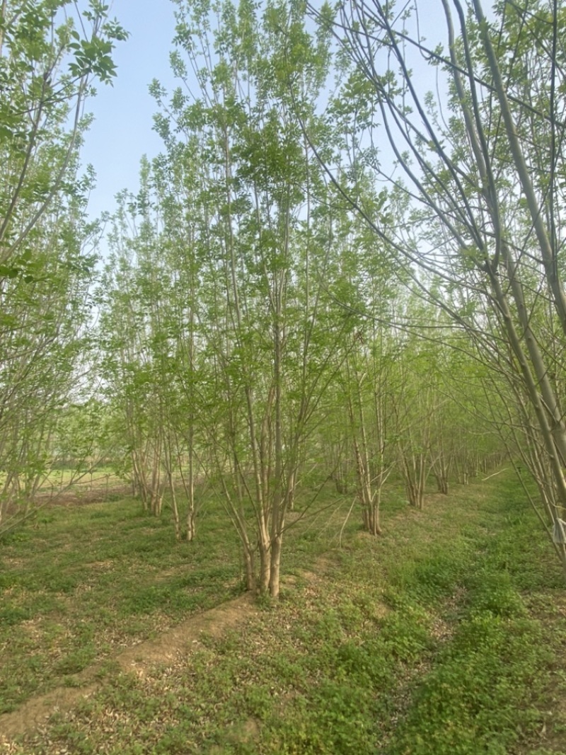 丛生白蜡—山东基地低价处理