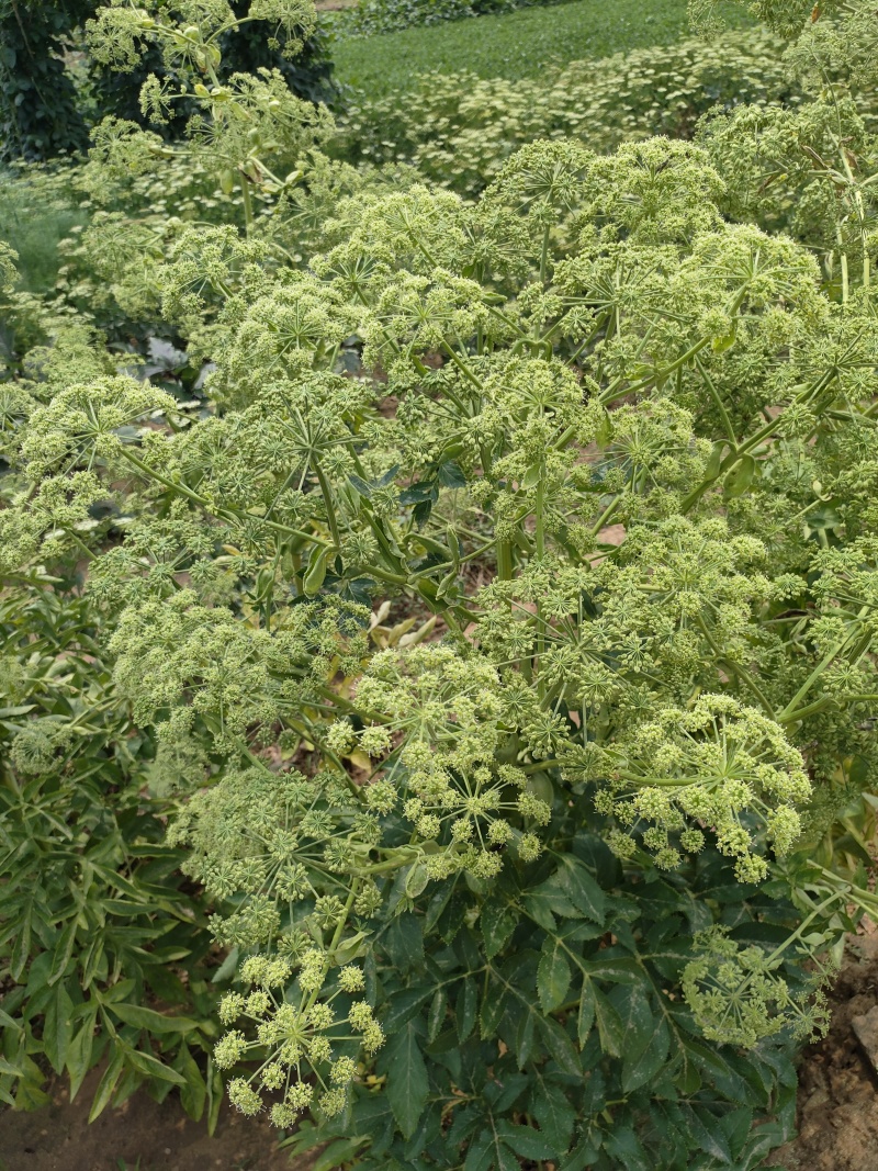 前胡种子，白花前胡种子，大叶前胡种子，2025全新种子