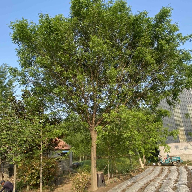 皂角树-山东**，低价处理，基地退林清地