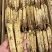 黄码褂红参，原产地发货，空调细选，质量**，大量供货