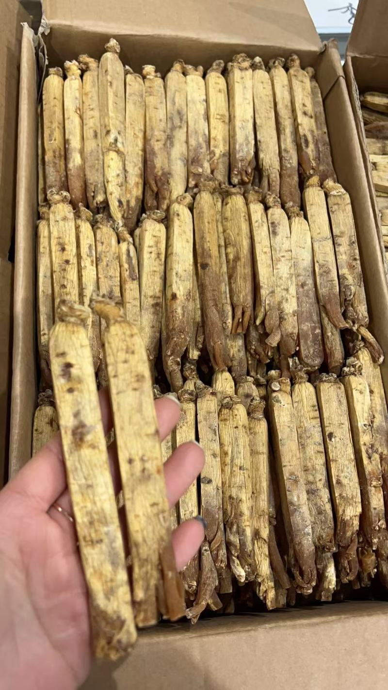 黄码褂红参，原产地发货，空调细选，质量**，大量供货