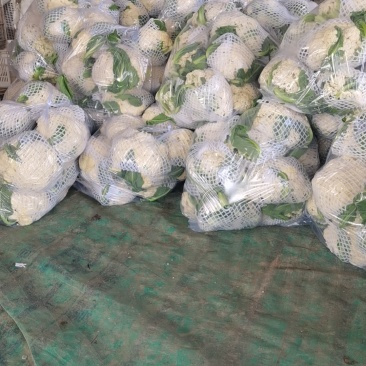 精品花菜大量有货量大从优质量保证欢迎咨询