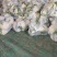 精品花菜大量有货量大从优质量保证欢迎咨询