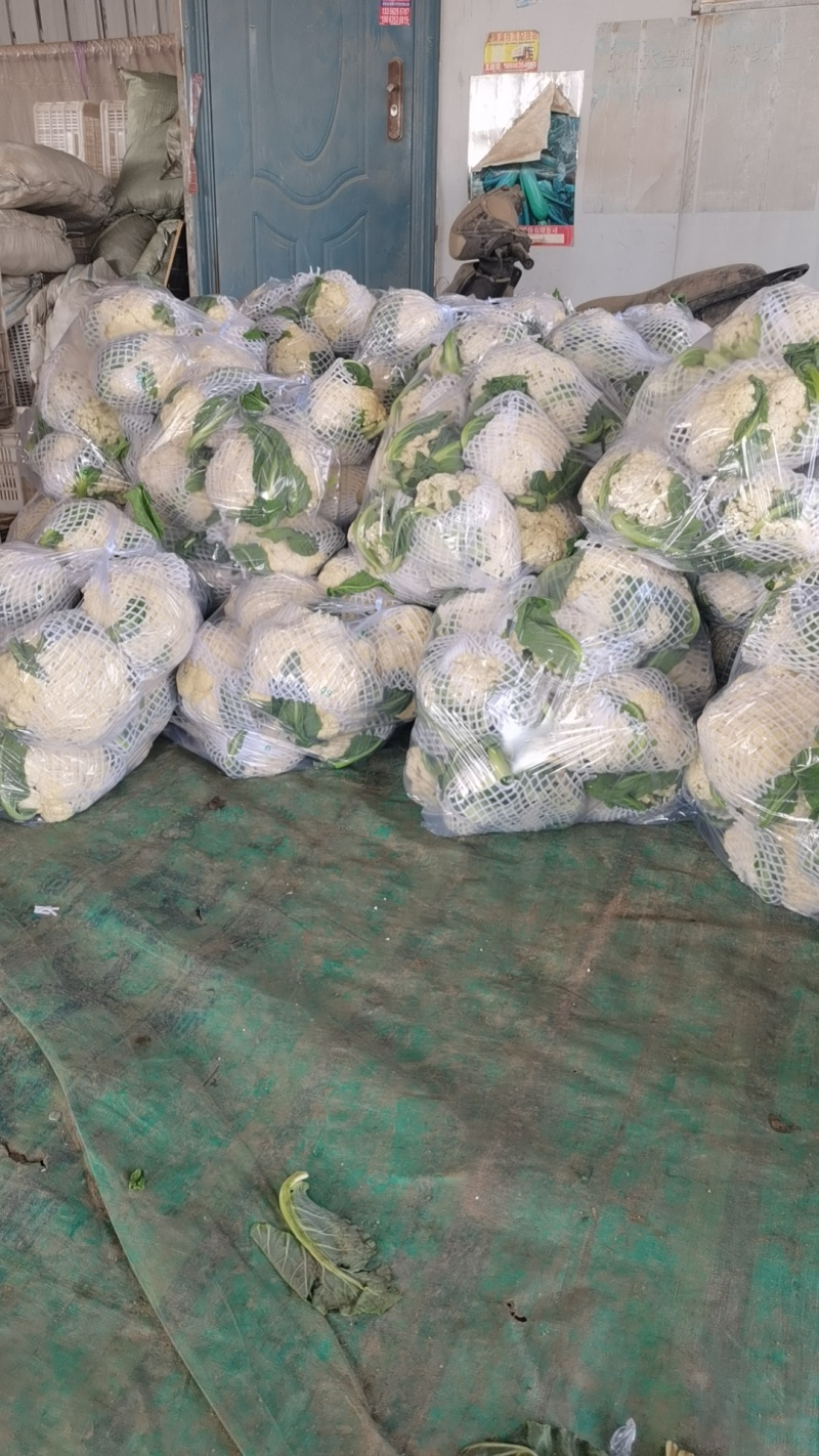 精品花菜大量有货量大从优质量保证欢迎咨询