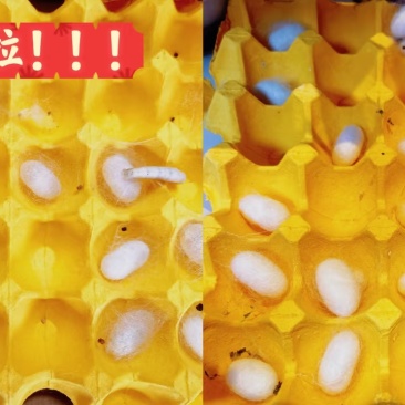 卖蚕茧
