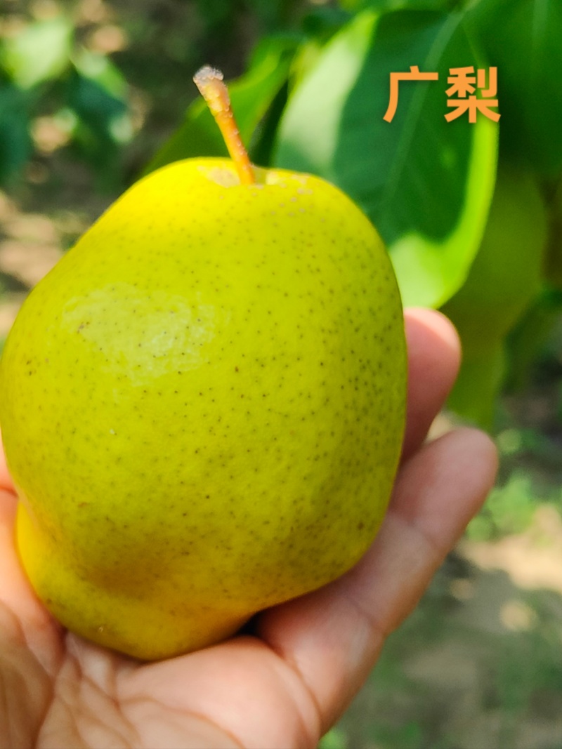 古梨园古树梨金把黄鸭梨京白梨广梨红肖梨子母梨